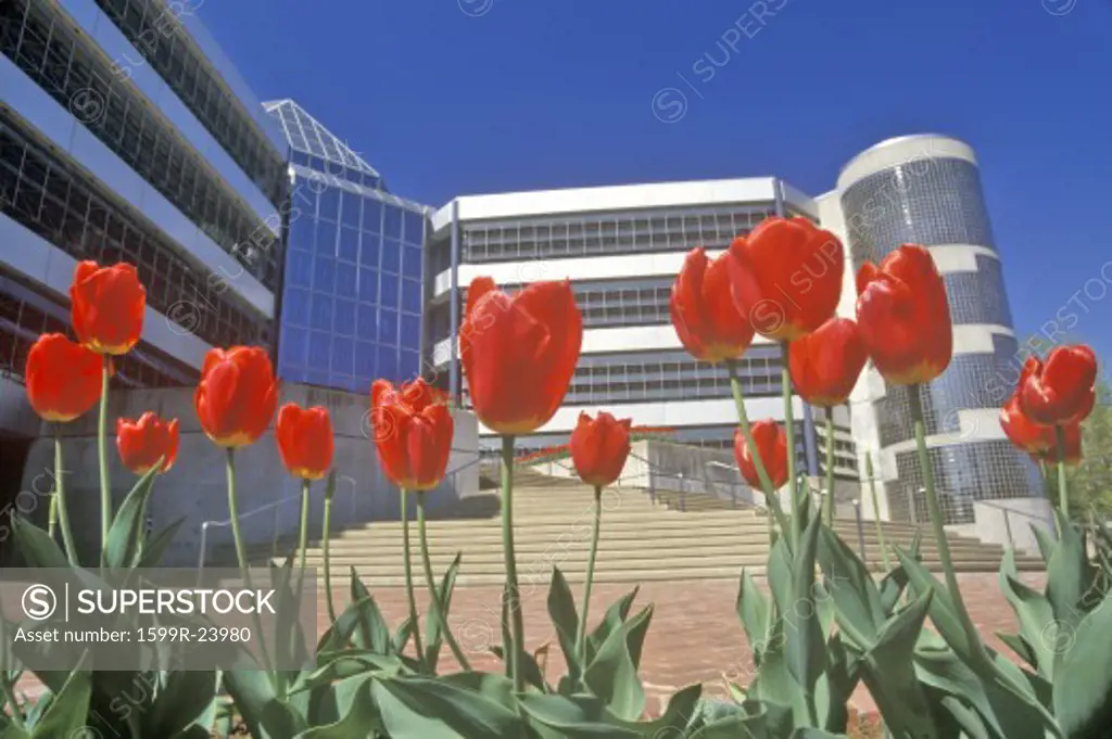 Intel Satellite Building and tulips, Washington, DC