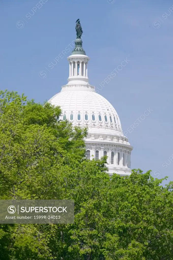 Trees in spring covers U.S. Capitol Dome in Washington D.C.