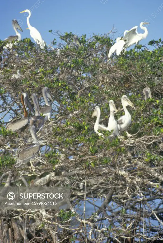 Cormorants at 10000 Islands, Everglades National Park, Florida