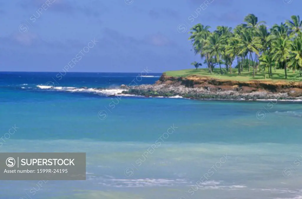 Coastline with Palm Trees, Maui, Hawaii