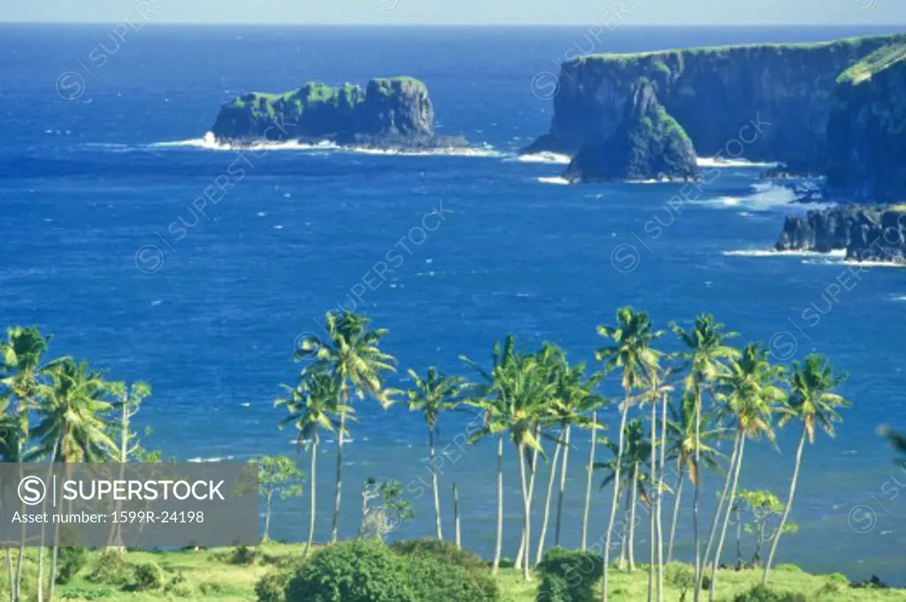 Coastline with Palm Trees, Maui, Hawaii