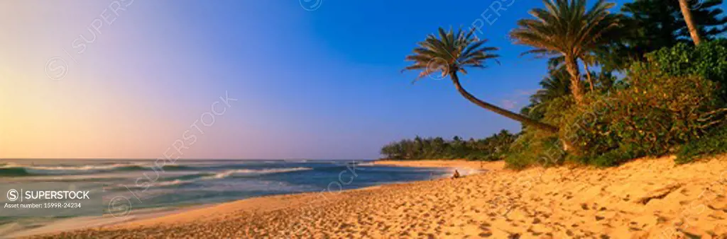 Panoramic view of palm trees and North Shore beach, Oahu, Hawaii
