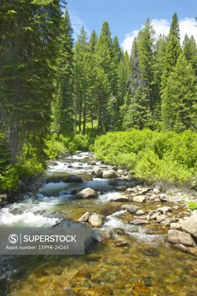 Ponderosa Pines with creek in Payette National Forest near McCall Idaho