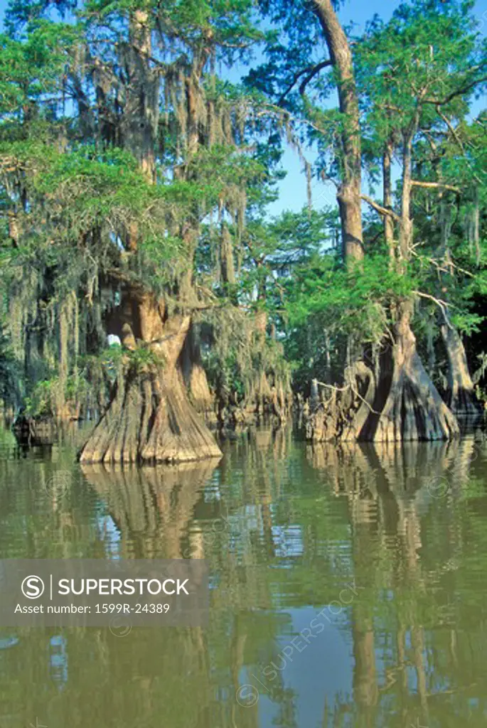 Cypress Trees in the Bayou, Lake Fausse Pointe State Park, Louisiana