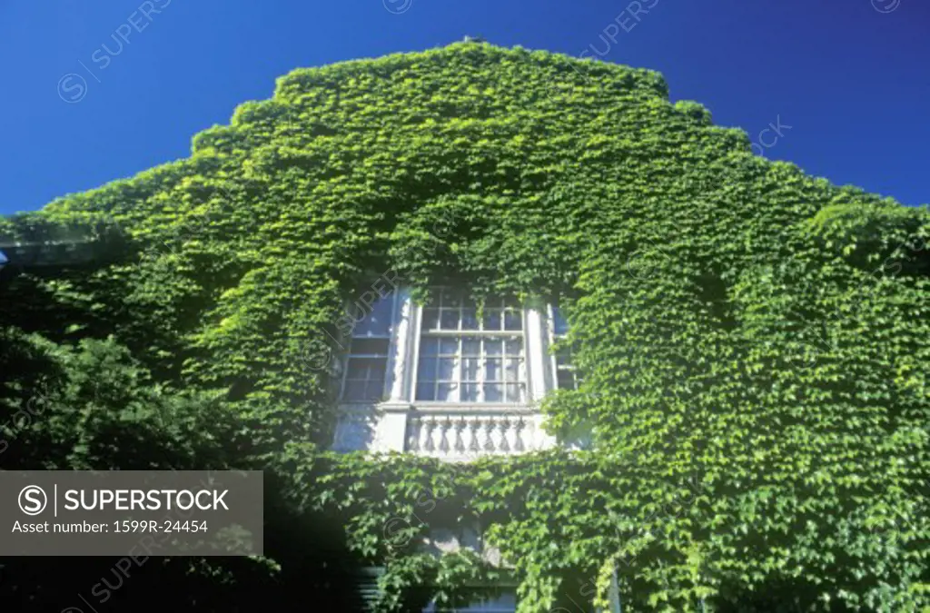 Ivy Covered Building, Harvard University, Cambridge, Massachusetts
