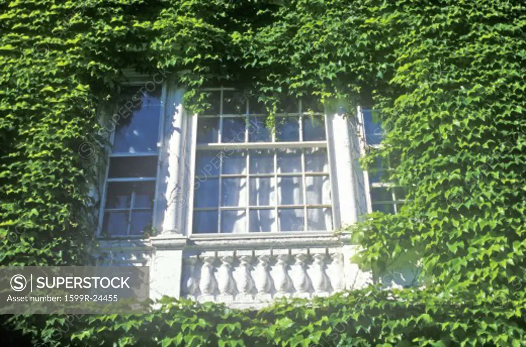 Detail of Ivy Covered Building, Harvard University, Cambridge, Massachusetts