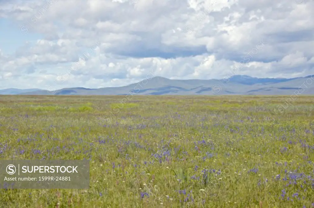 Spring grasslands and mountains in Centennial Valley near Lakeview, MT