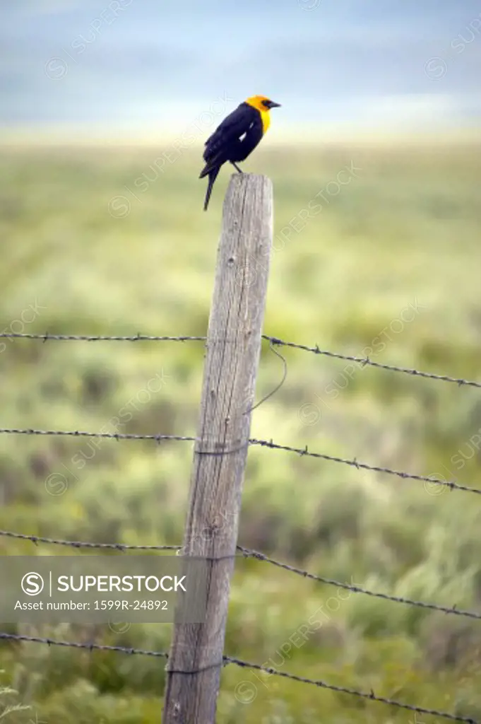 Yellow-winged black bird on fence rail, near Lakeview Montana in spring