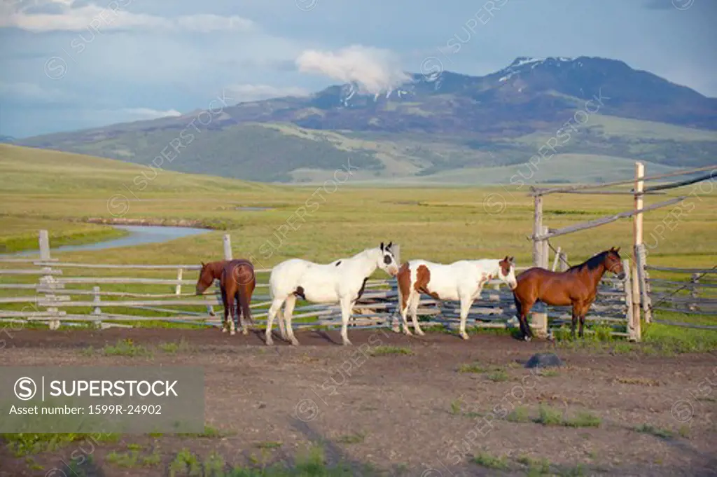 Arabian horses running in corral at Peggy Delaney's ranch in Centennial Valley, near Lakeview, MT