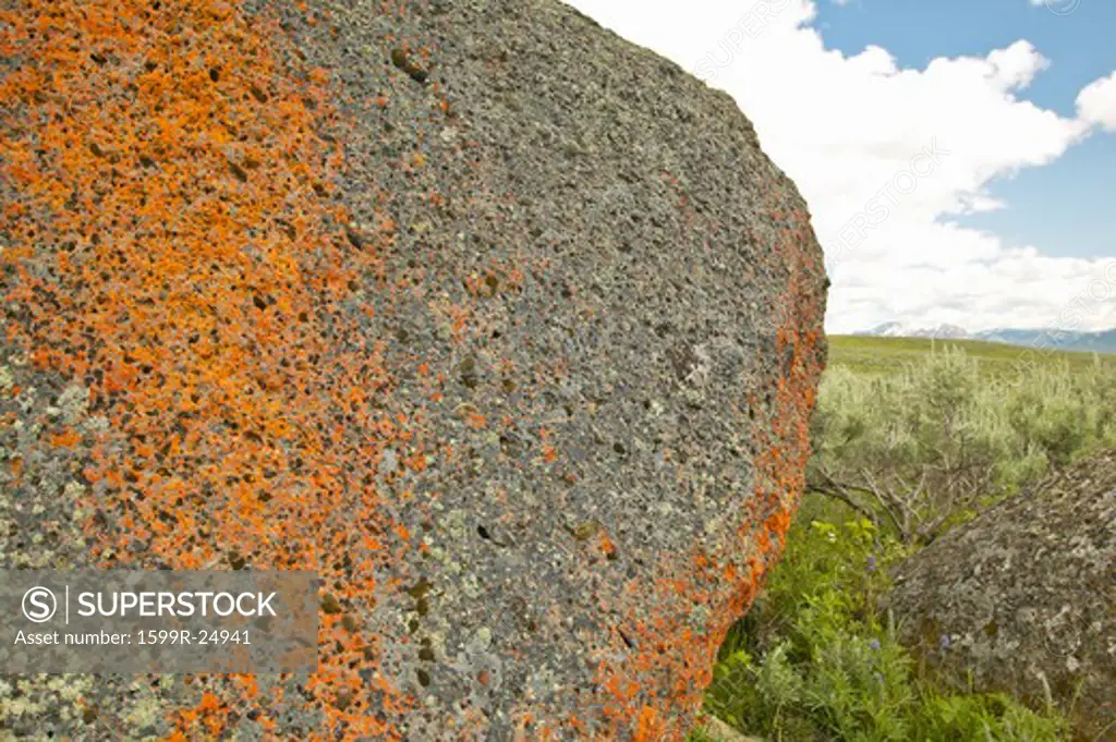 Ancient orange lichens growing on rocks in Centennial Valley near Lakeview, MT