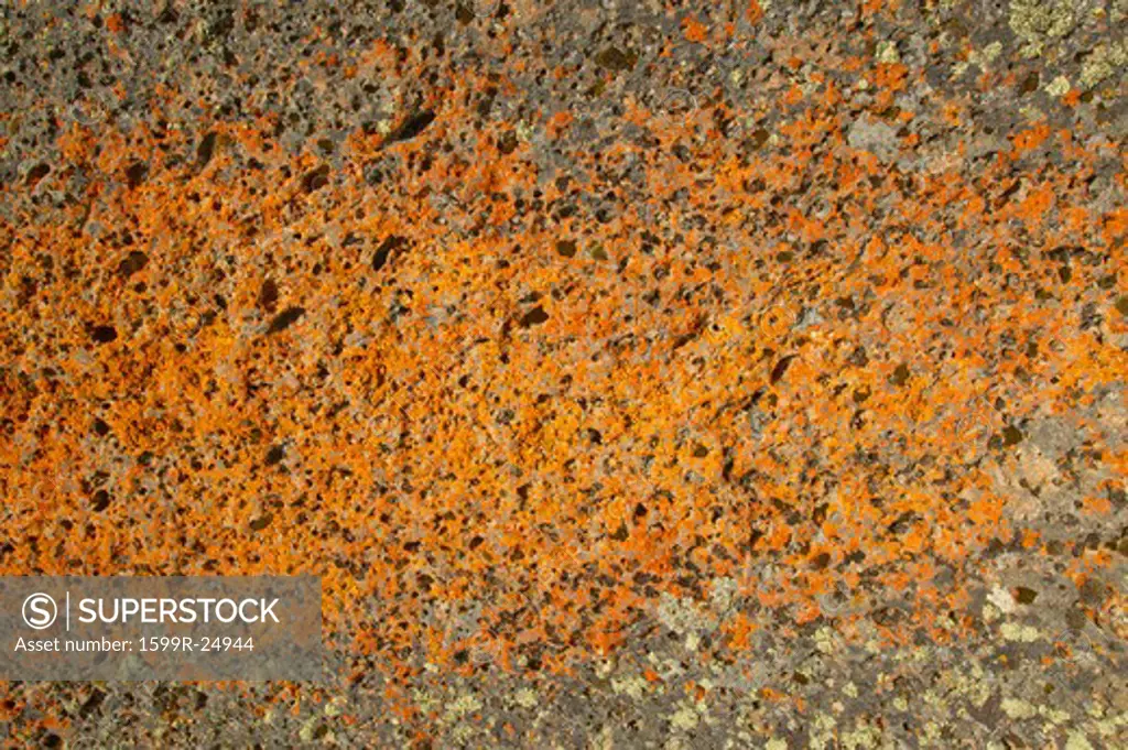 Ancient orange lichens growing on rocks in Centennial Valley near Lakeview, MT