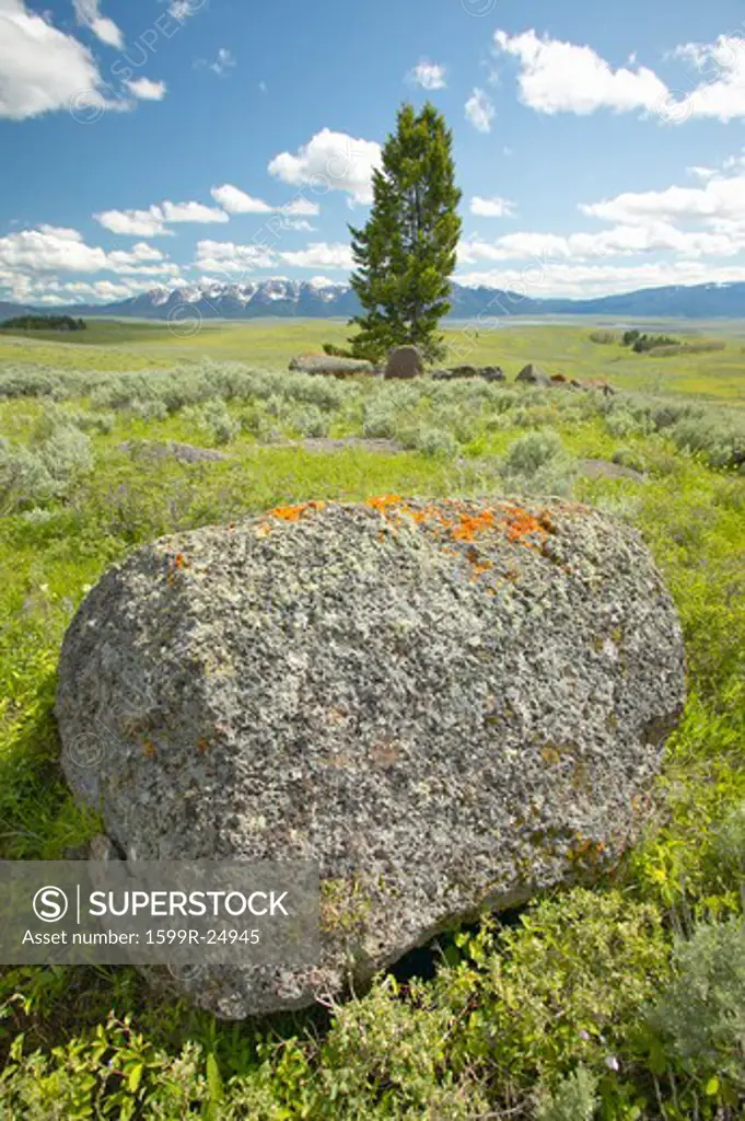 Tree and ancient orange lichens growing on rocks in Centennial Valley near Lakeview, MT