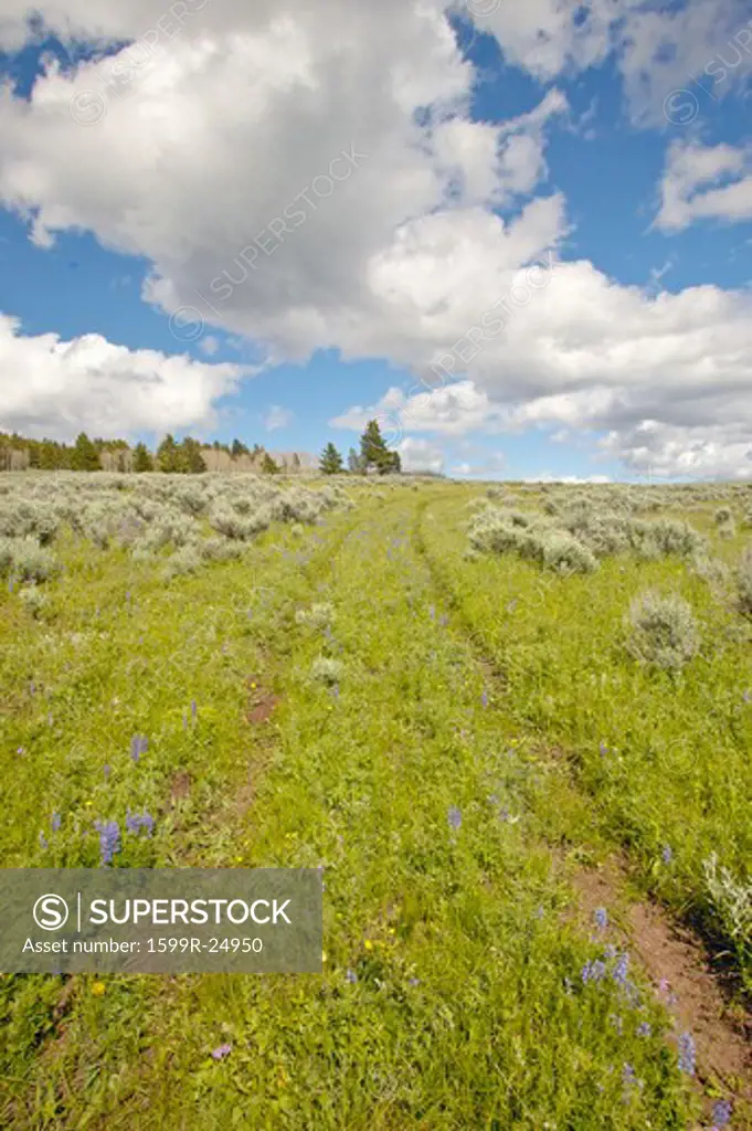 Tire tracks through spring flowers of Centennial Valley near Lakeview, MT