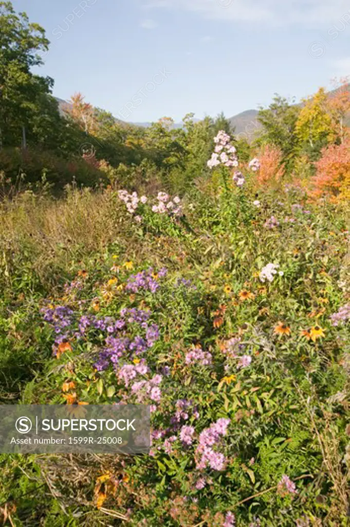 Flowers bloom along Crawford Notch, New Hampshire
