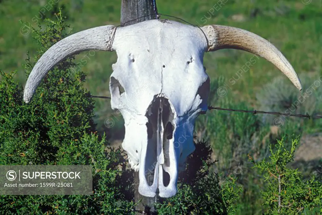 Skull of Texas Longhorn Steer in Taos, NM