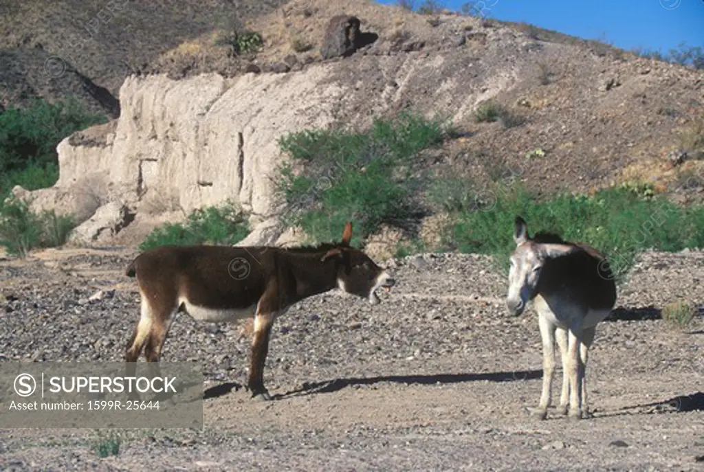 Donkeys in front of desert dwelling, Big Bend National Park, TX