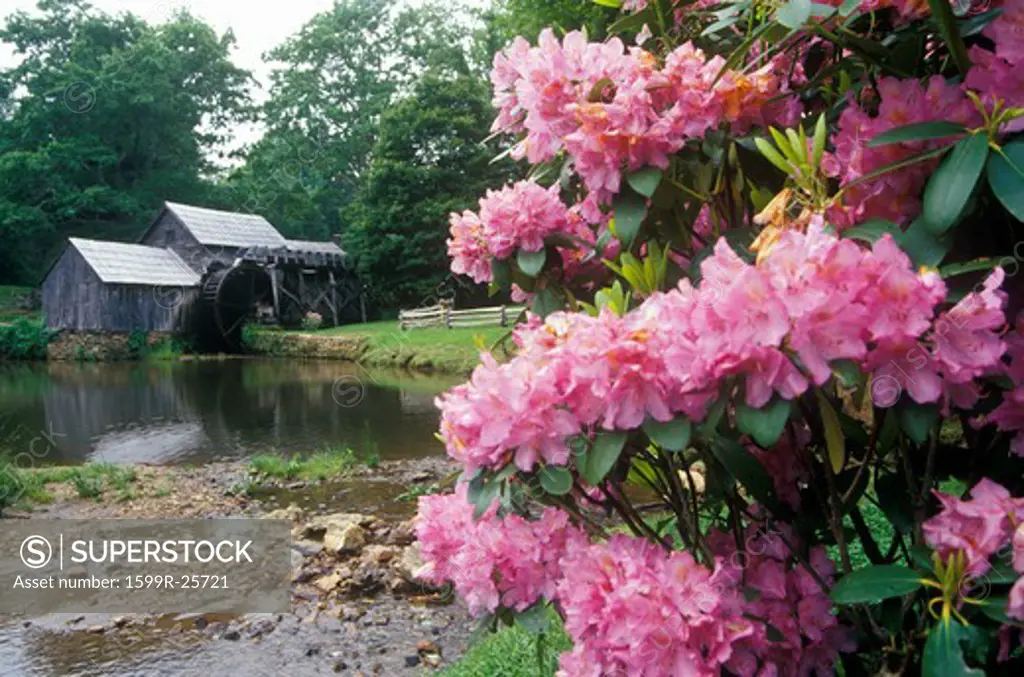 Mabry Mill with flowers in foreground on Blue Ridge Parkway, VA