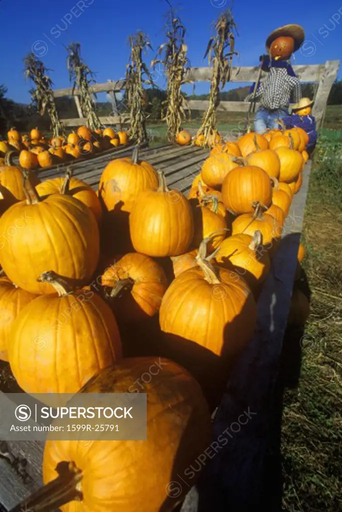 Pumpkin patch with scarecrows along Scenic Route 100, VT