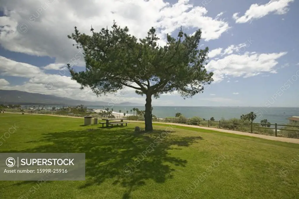 A single windblown tree growing on a green lawn at City College in Santa Barbara, Santa Barbara coastline, California