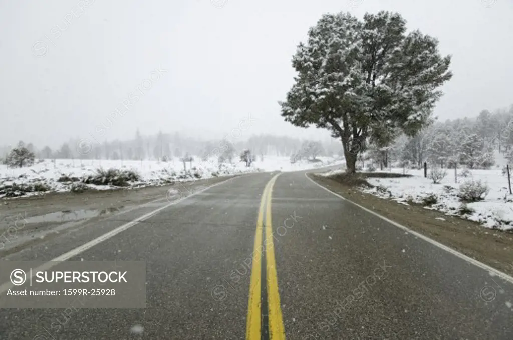 A lone tree growing along a roadway with yellow stripe in the midst of a snow storm in the high-desert of Lockwood Valley, Las Padres National Forest, California