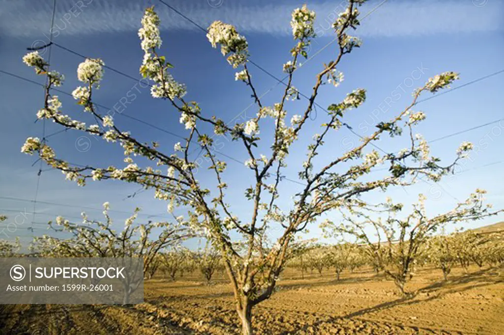 Blossoming orchard in Spring off of Highway 33 in Ventura County, near Cuyama, California
