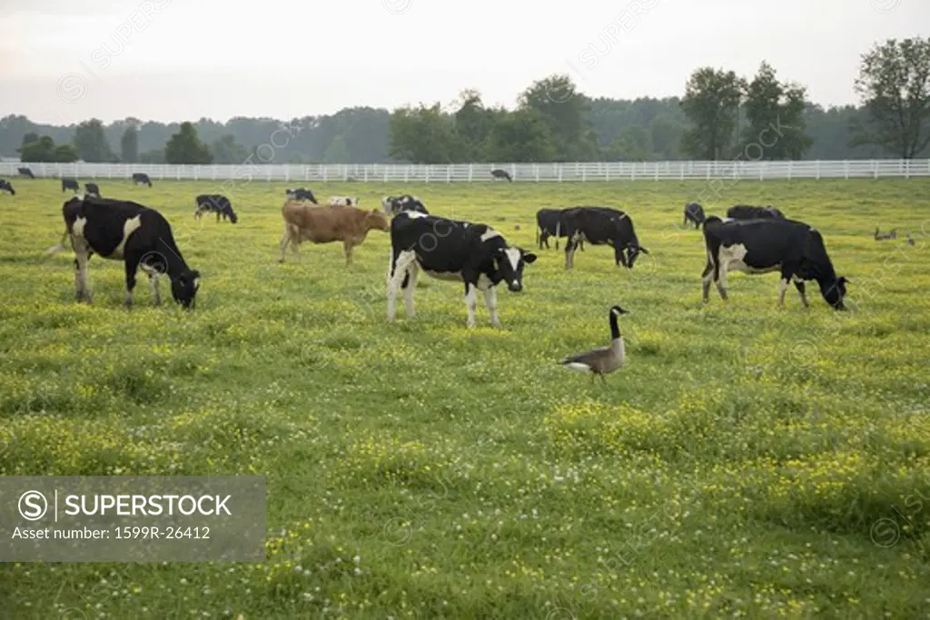 White picket fence and grazing cattle with geese walking in green grass outside of Jamestown Settlement, Virginia