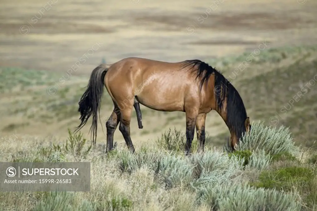 Horse known as Casanova with an erection, one of the wild horses at the Black Hills Wild Horse Sanctuary, the home to America's largest wild horse herd, Hot Springs, South Dakota
