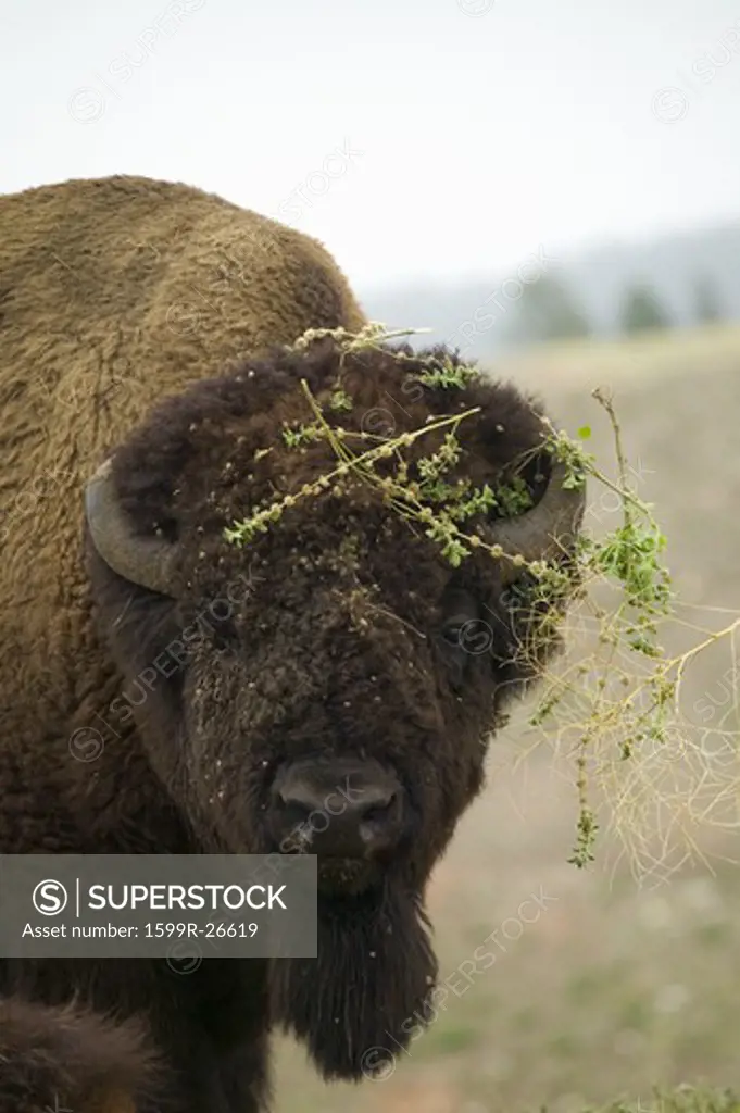 Close-up of Bison or American Buffalo having a bad hair day, near Buffalo Gap, South Dakota