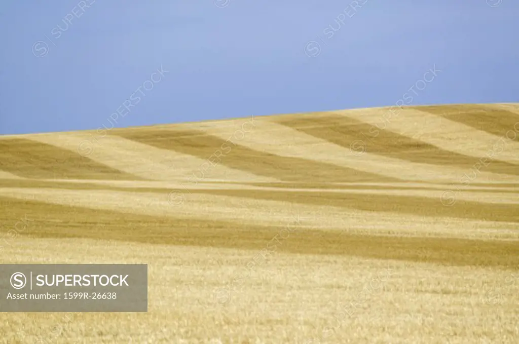 Field of grain alongside US 34, South Dakota