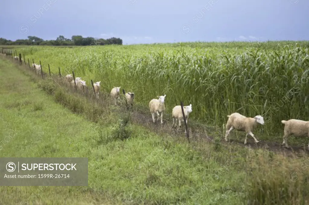 Row of sheep walking in cornfield along a fence in North Eastern Nebraska