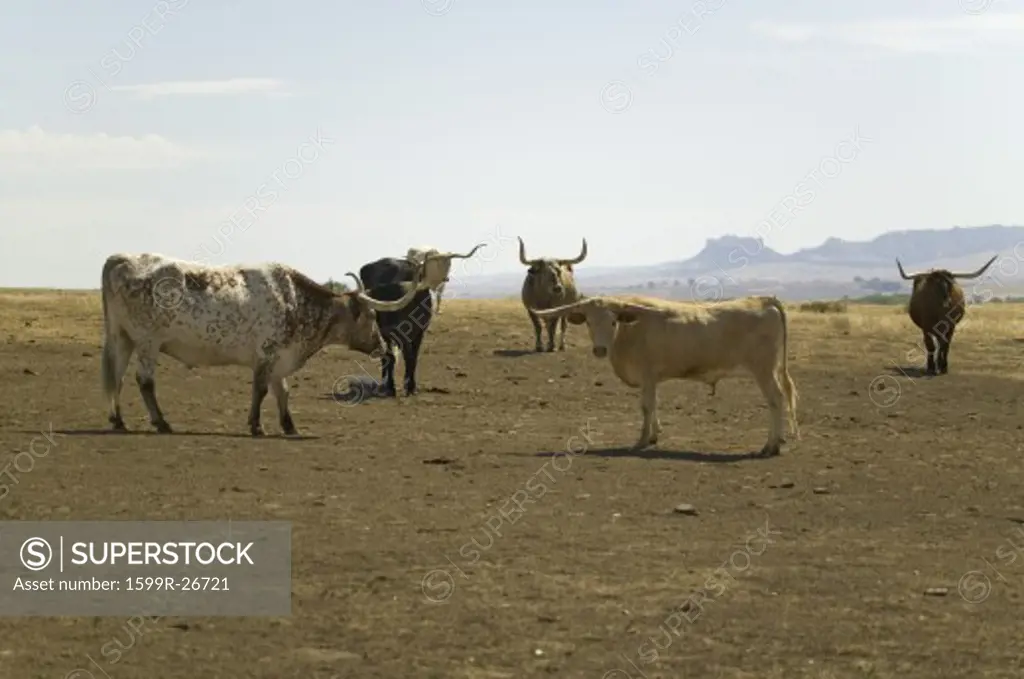 Texas Longhorn cattle grazing on land adjoining historic Fort Robinson, Nebraska