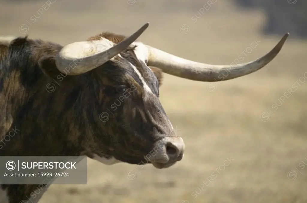 Close-up of Texas Longhorn next to historic Fort Robinson, Nebraska