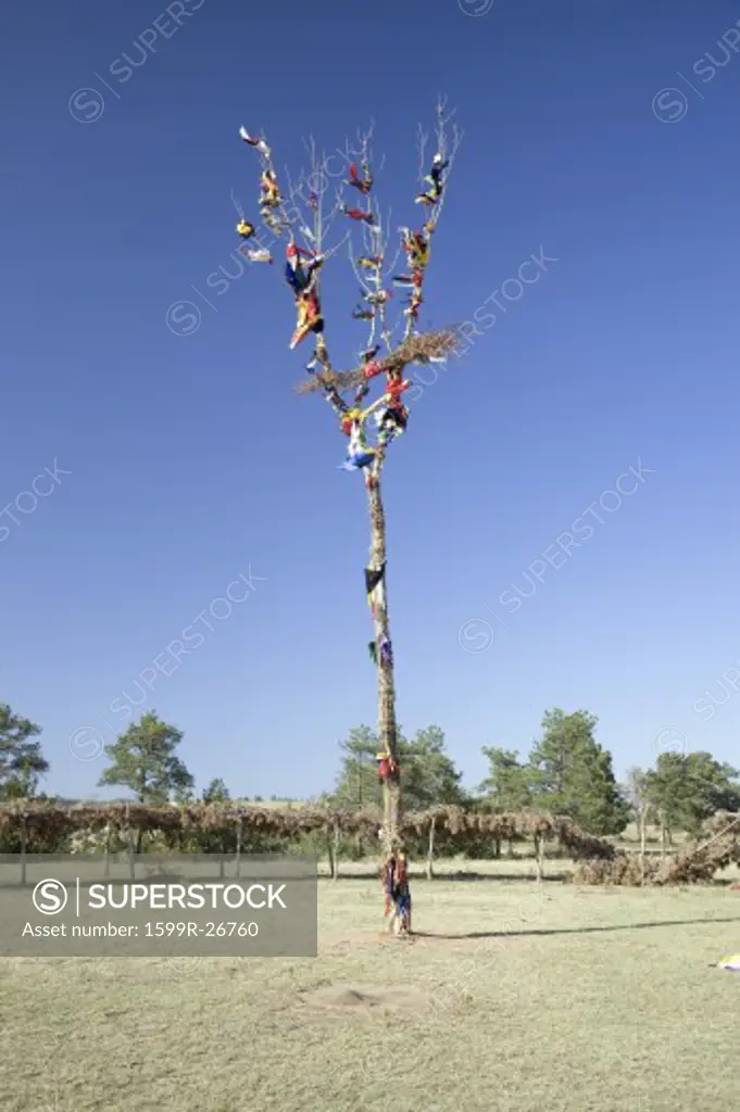 Indian Prayer Tree from Gathering of Grandmas, near Hot Springs, South Dakota