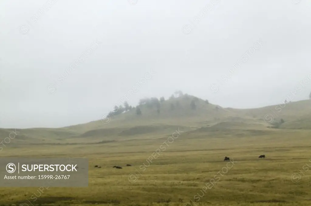 Cattle grazing in fog, near Buffalo Gap, north of Hot Springs, South Dakota