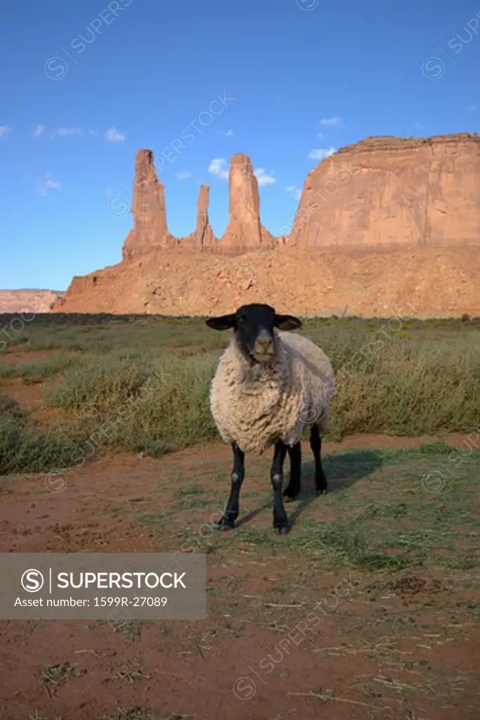Sheep posing in front of red buttes and colorful spires of Monument Valley Navajo Tribal Park, Southern Utah near Arizona border