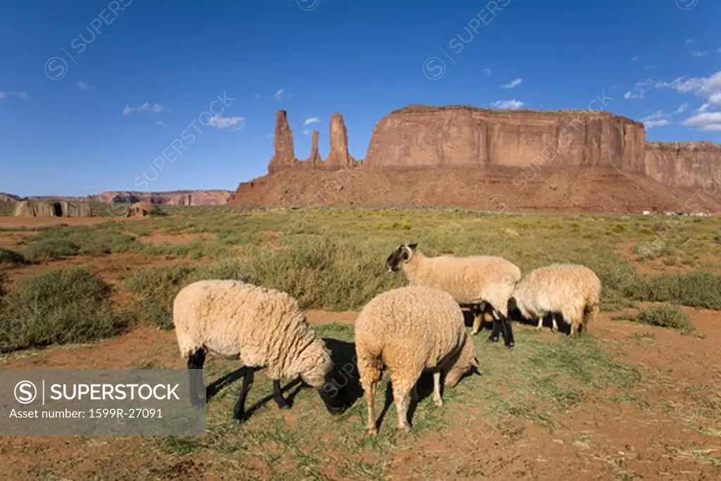 Sheep in front of red buttes and colorful spires of Monument Valley Navajo Tribal Park, Southern Utah near Arizona border