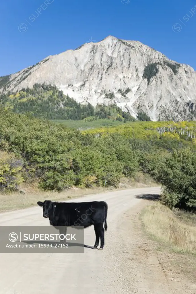 Black cow standing in middle of road near Crested Butte, Colorado in autumn