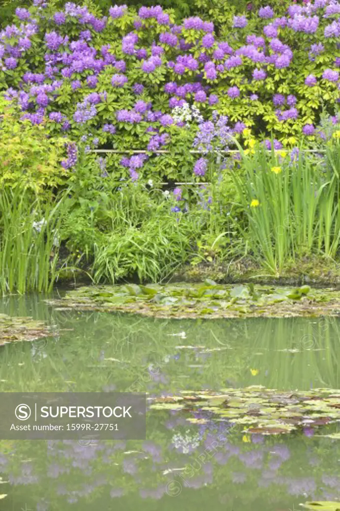 The Gardens at Giverny with Monet's Bridge and waterlillies, Giverny, France