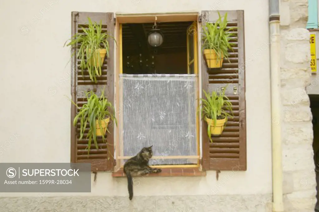 Cat in window, Antibes, France