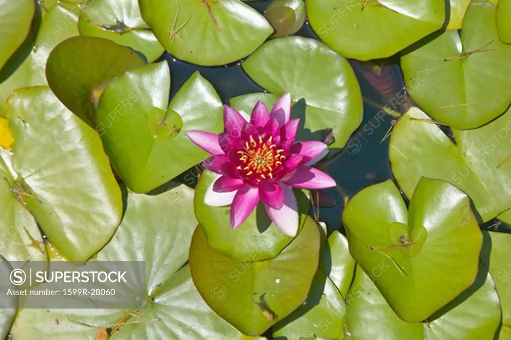 Lilly pads and lotus flowers at The Gardens and Villa Ephrussi de Rothschild, Saint-Jean-Cap-Ferrat, France
