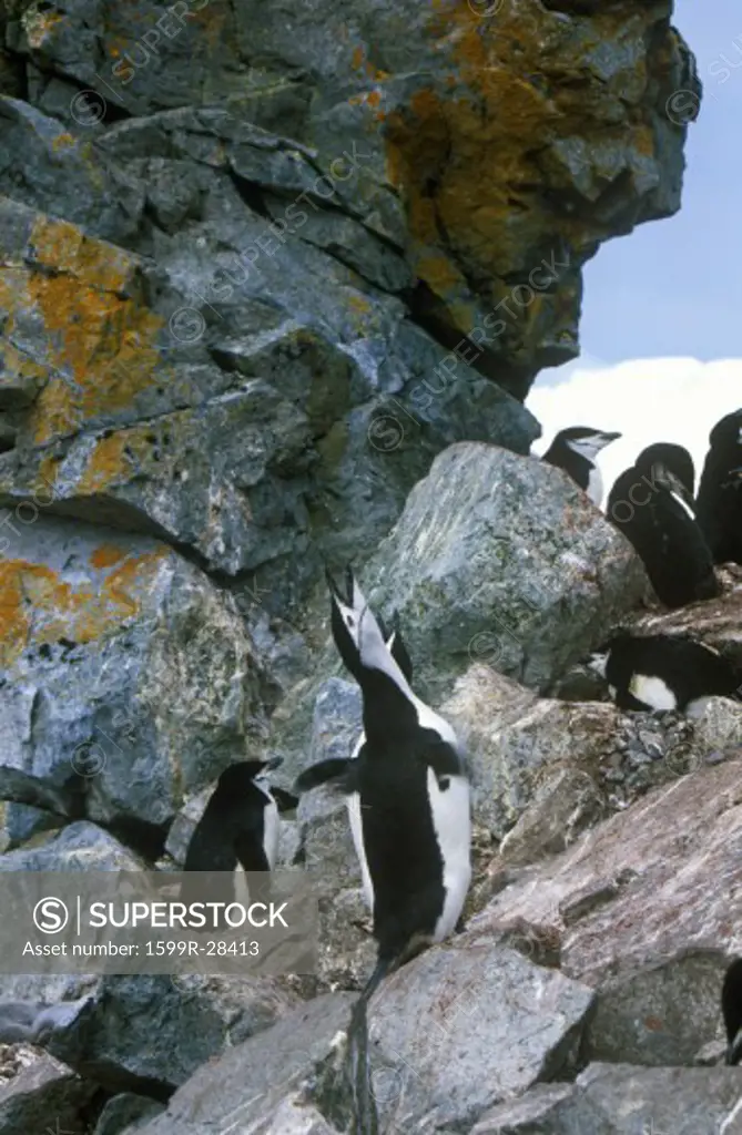 Chinstrap penguins (Pygoscelis antarctica) on Half Moon Island, Bransfield Strait, Antarctica