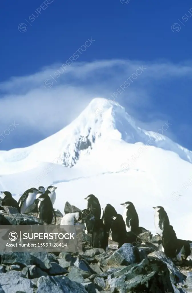 Chinstrap penguins (Pygoscelis antarctica) on Half Moon Island, Bransfield Strait, Antarctica