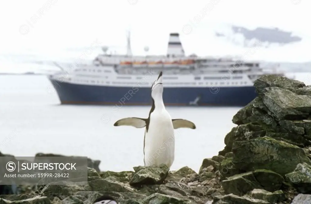 Cruise ship Marco Polo and Chinstrap penguin (Pygoscelis antarctica) at Half Moon Island, Bransfield Strait, Antarctica