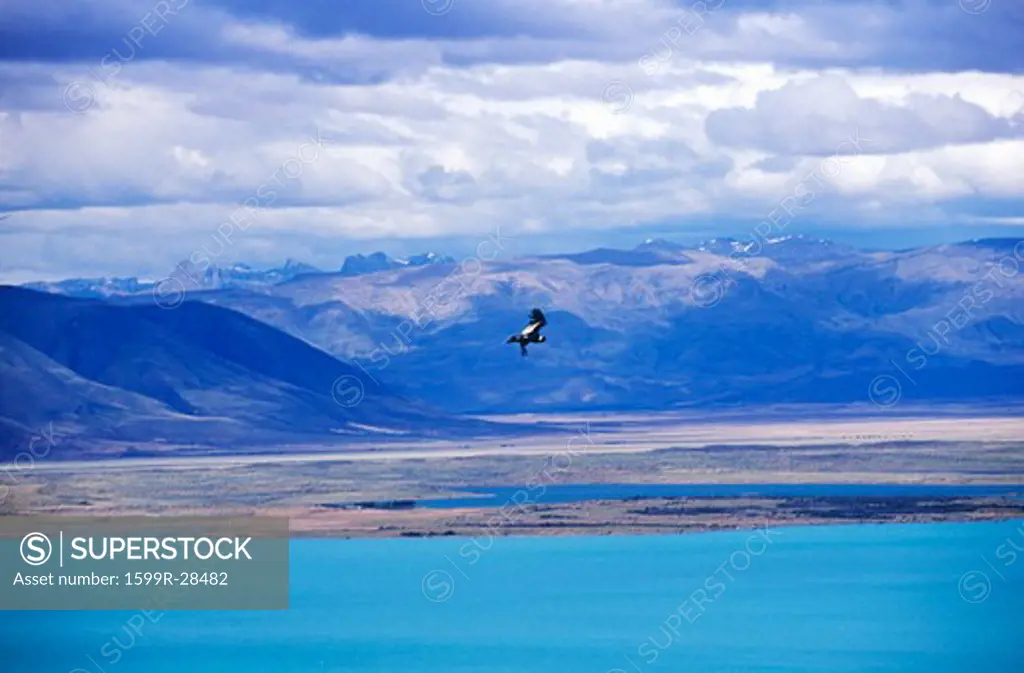 Condor in flight and Andes Mountains near El Calafate, Patagonia, Argentina