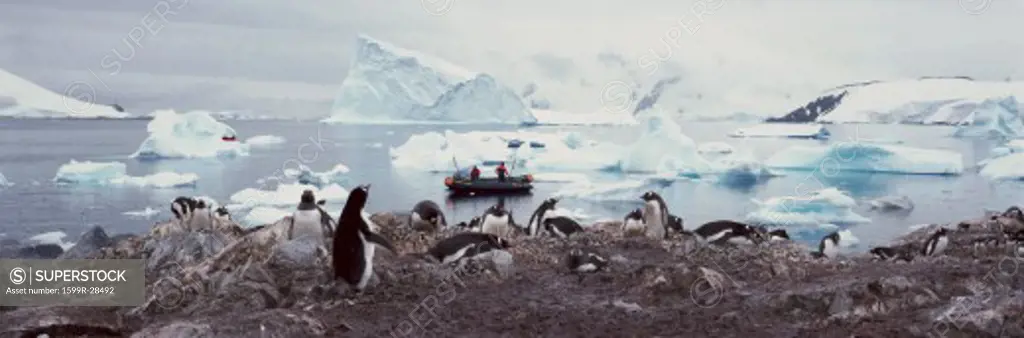 Panoramic view of Gentoo penguins with chicks (Pygoscelis papua), ecological tourists in inflatable Zodiac boat with glaciers and icebergs in Paradise Harbor, Antarctica