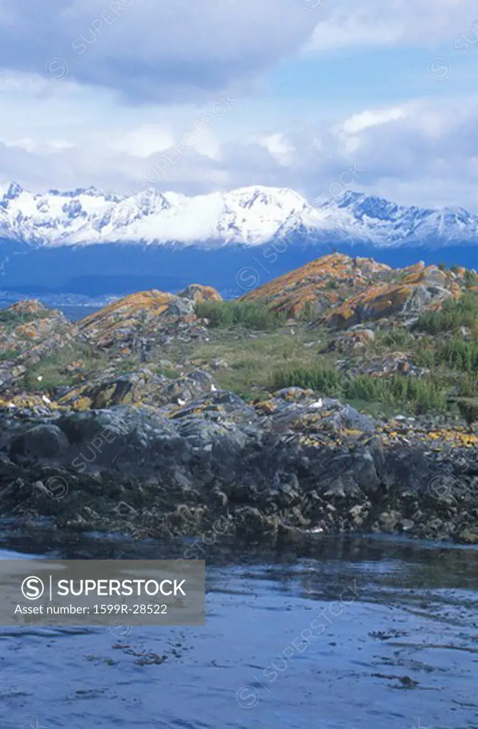 Southern sea lions and cormorants with Andes Mountains at Ushuaia, Argentina