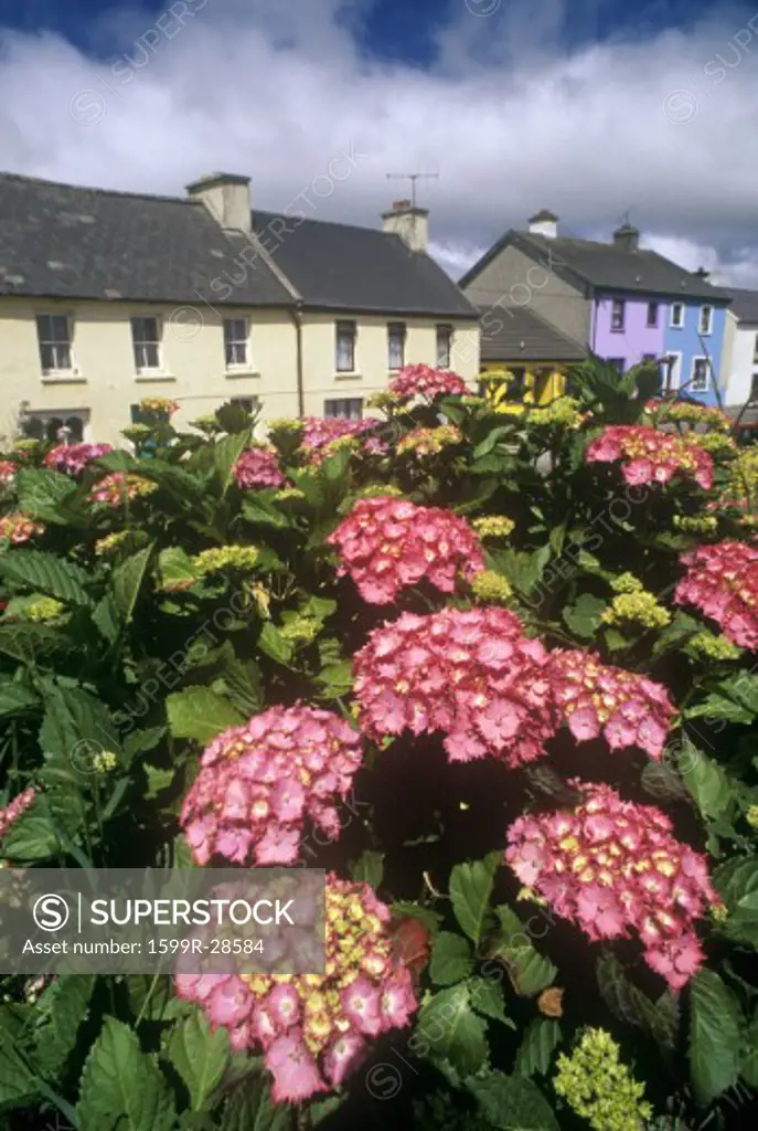 Beautiful pink flowers in Eyeries Village, West Cork, Ireland