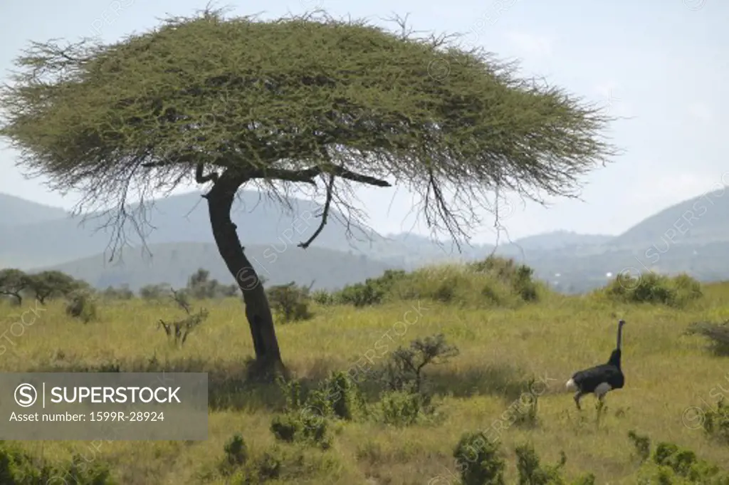 Male Ostrich approaching female for mating near Acacia Tree in Lewa Conservancy, Kenya, Africa