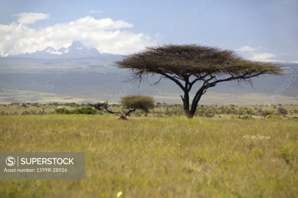 Lone Acacia Tree with Mount Kenya in background from Lewa Conservancy, Kenya Africa