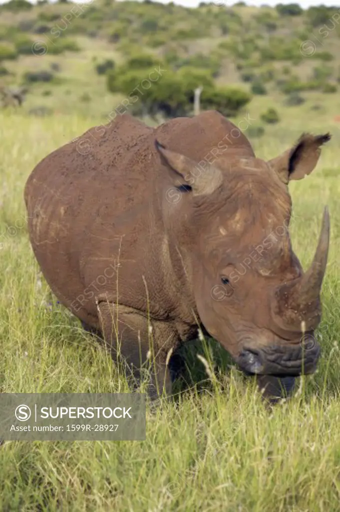 Black rhino in Lewa Conservancy, Kenya, Africa grazing on grass